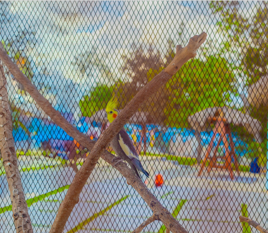 Birds edited